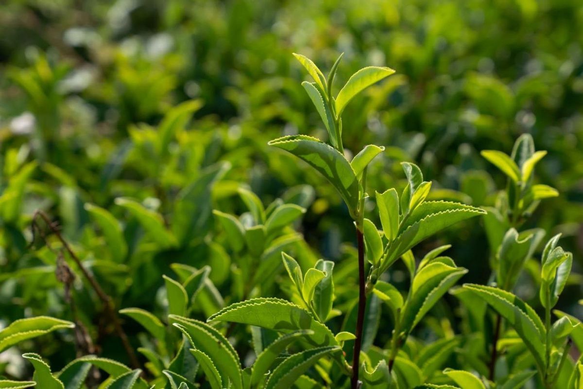 ���������� ������� � ����������� ������: ������ ������ ��� �� ������ ���