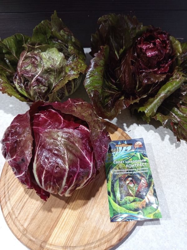 Цикорный салат Контраст: новый взгляд на привычный вкус