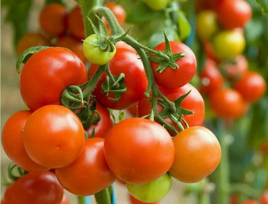 ��� ��������� ��������� ������� �������� �������� �������� ������