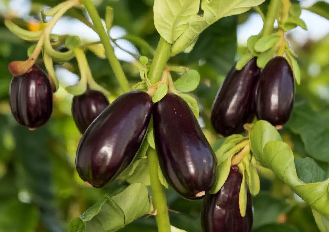 Почему баклажаны могут не давать урожай?