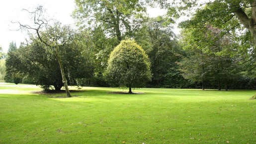 Пробуждение газона: шаги к совершенству