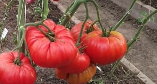 Томатные звезды: три сорта, которые стоит посадить в 2025 году