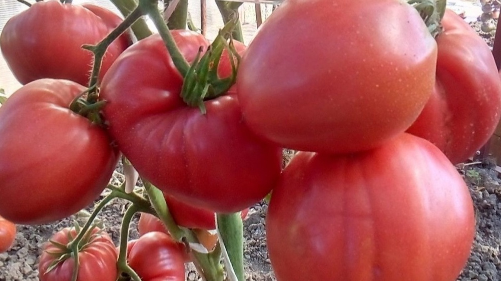 Выбор лучших крупноплодных сортов томатов для нового сезона