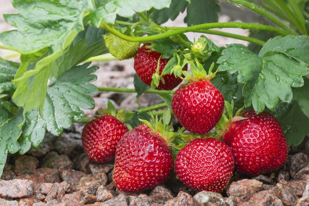 ��� ��������� ���������� ������� ��������: ������ ��� ��������� ������