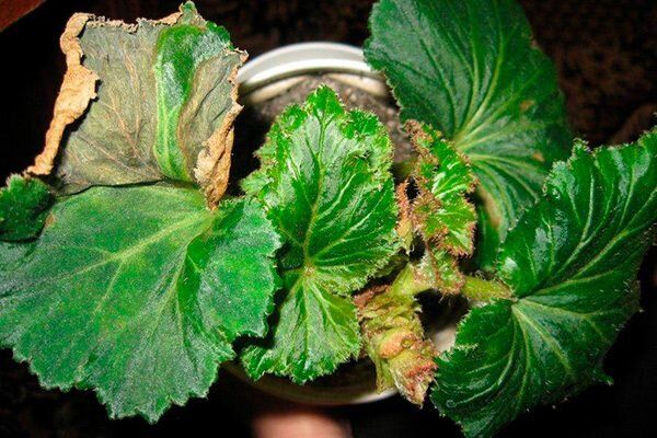 ��� ��������� ��������� �� ���������: ������������� ������� � ��������� �������