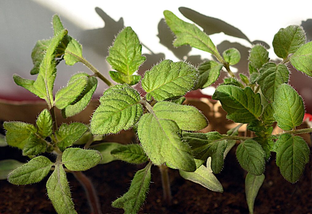 ������-�����: ���������, �� ������