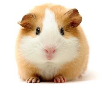 ��� ������� ����� ������� ������� � �������� ��� ������ �������