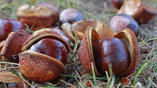 Каштаны: таинство осени в каждом укусе