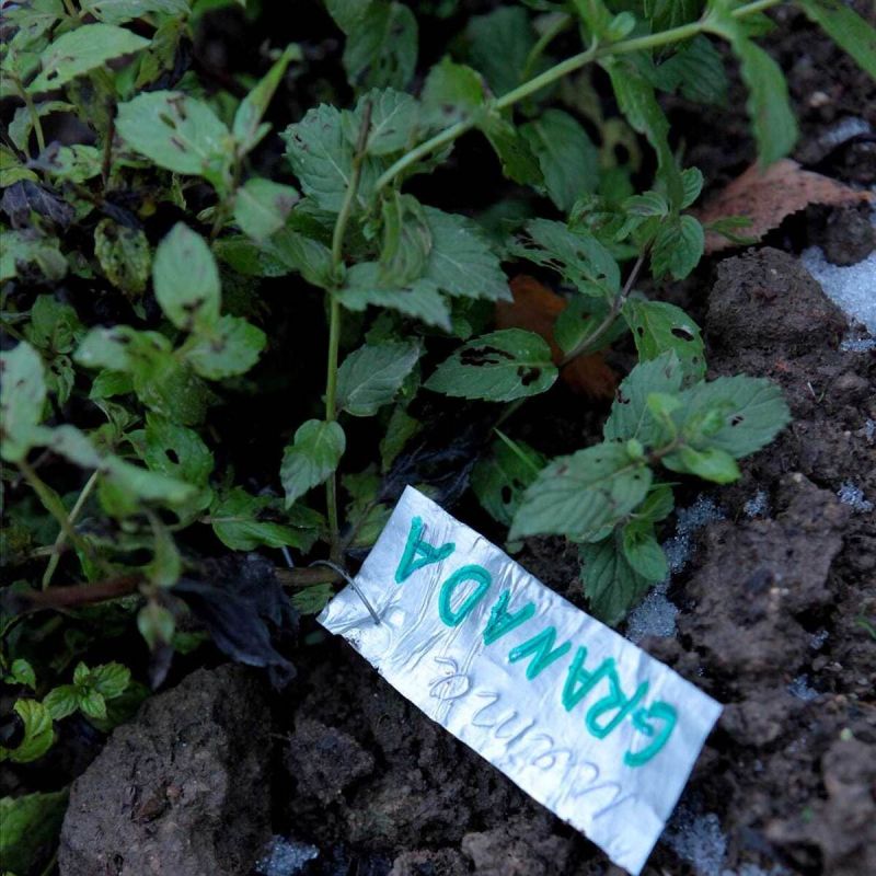 ��� ��������� ������� ����� ��������: ����� �������� ������� �����