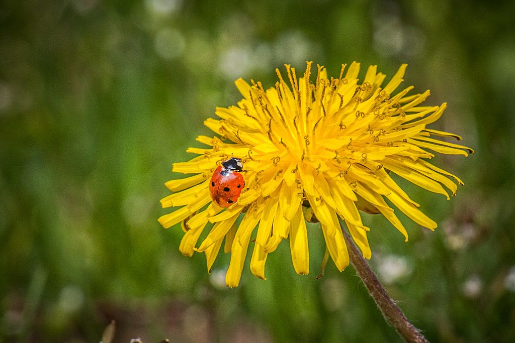 ��� ���������� ����� ������ ��� ���: ����������� �������� ������ ����������