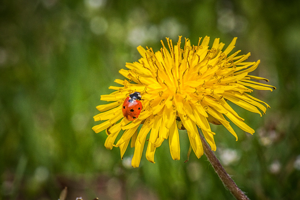 Как одуванчики могут спасти ваш сад: натуральный помощник против вредителей