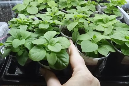 ��� ��������� ����������� ������� ������� ��� ������� �������� � �������� ��������