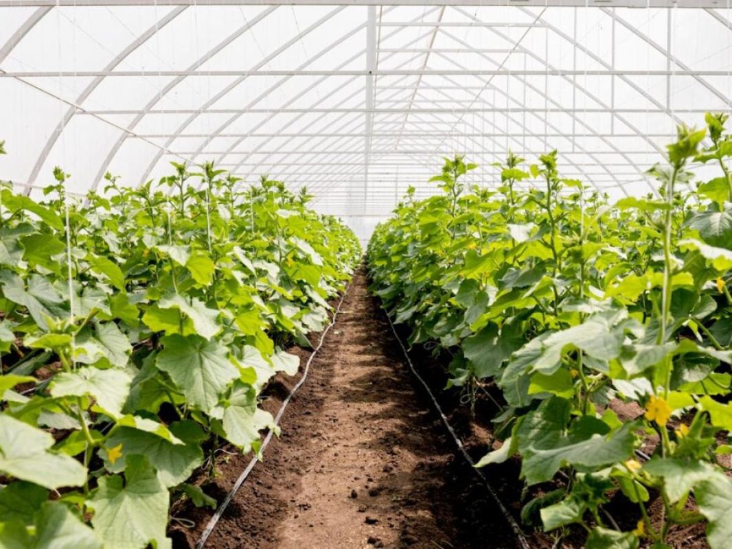 ������ ��� ������: ��������� ����� ��� ������ �������