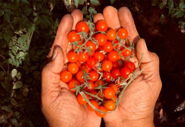 Томат Цыпочка: забавной формы и богатый урожайность
