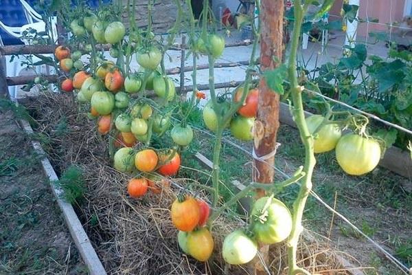 ����� ������� ������: ������� ����������� ����� � ��� �����������