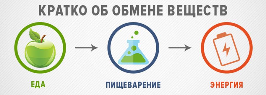 Почему после еды хочется спать: разгадываем тайну усталости