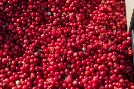 Как правильно выбрать и хранить бруснику: полезные советы