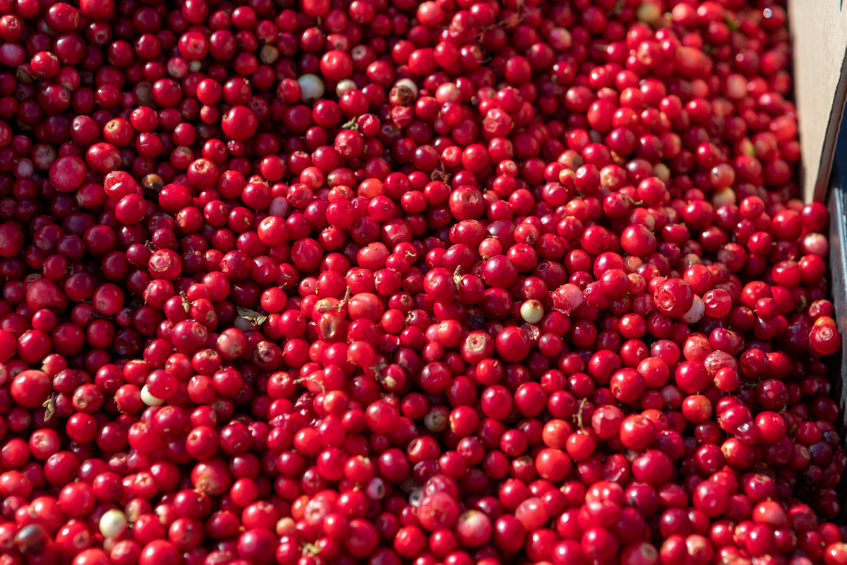 Как правильно выбрать и хранить бруснику: полезные советы