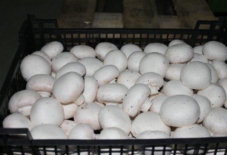 �����: ��������� � ��������� ��� ������� ���������?