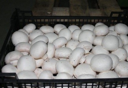 Грибы: помощники в похудении или скрытые опасности?