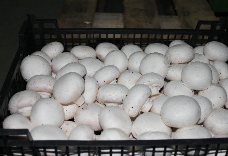 Грибы: помощники в похудении или скрытые опасности?