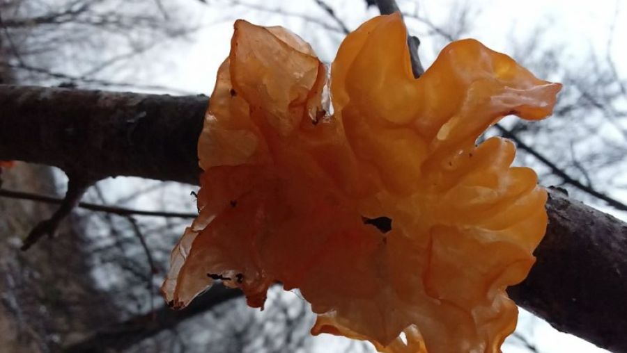 � ���������� ���������� ��������� ����, ������������ ������� ����