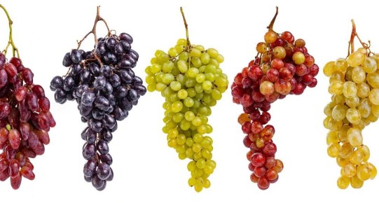 Разнообразие сортов винограда: от сладких до кислых