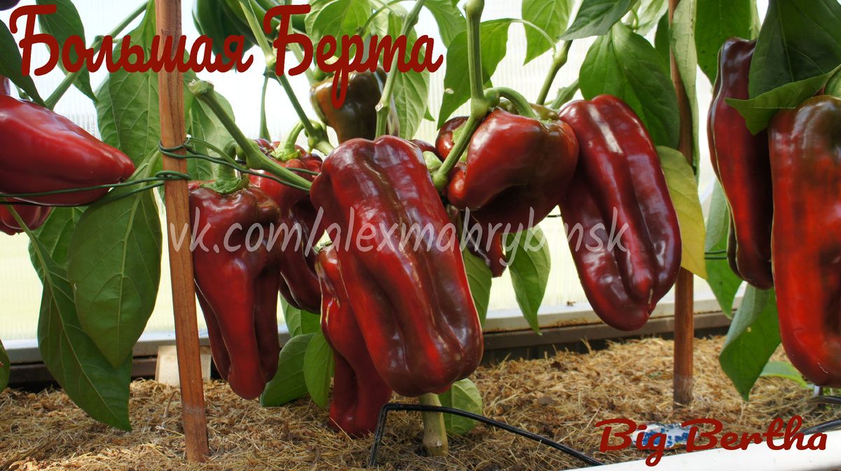 Лучшие сорта сладкого перца: топ-10 для вашего огорода