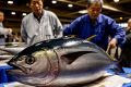 Токийский аукцион: голубой тунец установлен новый ценовой рекорд
