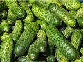 Секреты идеальных огурцов на зиму: хитрости, которые стоит знать