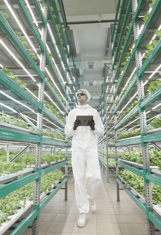 Современные технологии: вернитесь к корням с вертикальными фермами