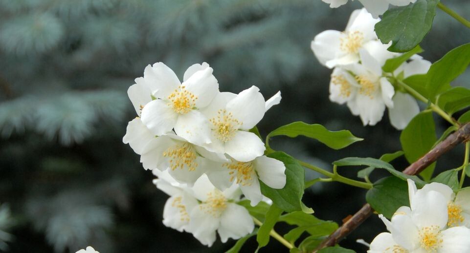 Съедобные цветы: новый кулинарный тренд от шеф-повара Мещерякова