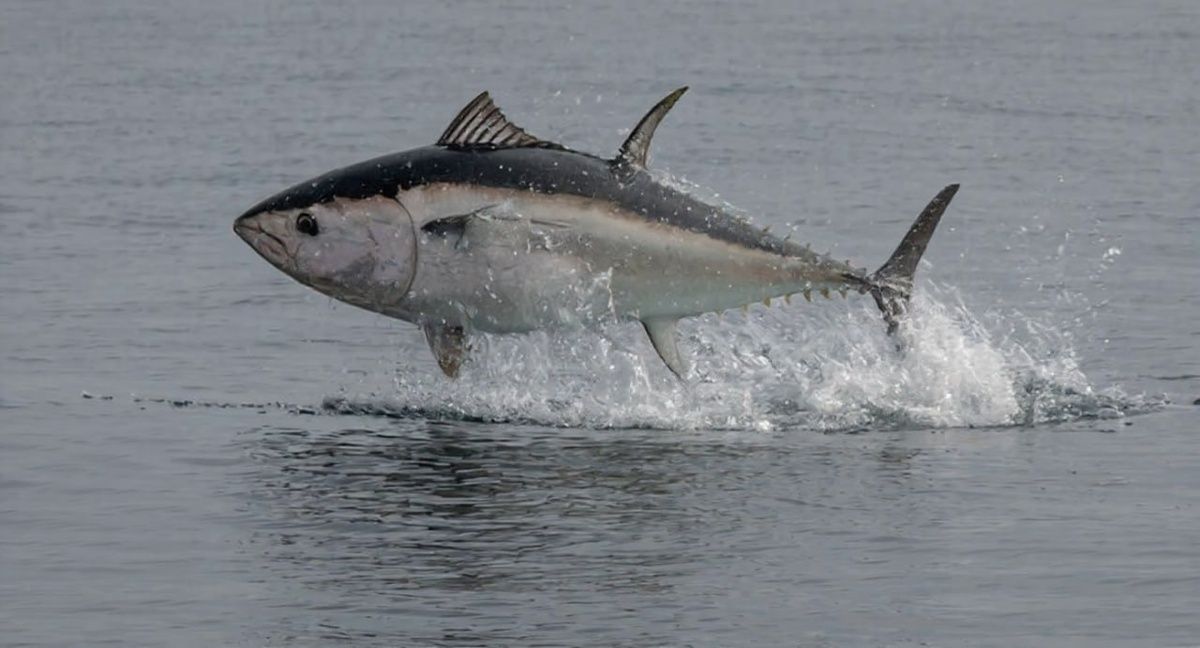 �� ������� ������� ����������� ����� ����� ����� 300 �����������