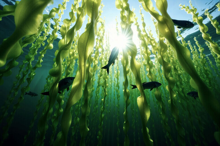 Будущее на тарелке: как морские водоросли становятся гастрономическим трендом