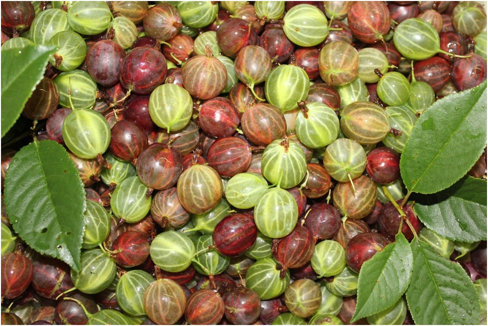 ������ ������ �� ����������: ������� ������������� �� ����