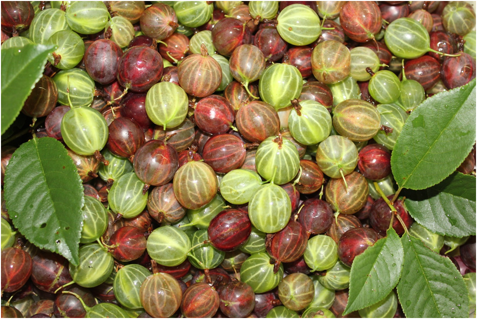 Нежный компот из крыжовника: секреты приготовления на зиму