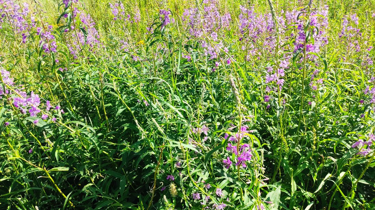 ��� ��������� ������� � ����������� ����-���: ������ ��� ����������