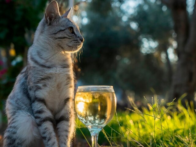 Новое безалкогольное вино для домашних любимцев в Новой Зеландии