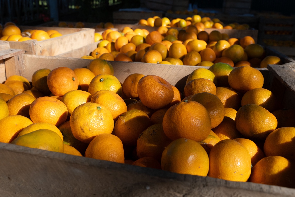 Цены на лимоны растут, а мандарины дешевеют: что ждет рынок цитрусовых перед праздниками