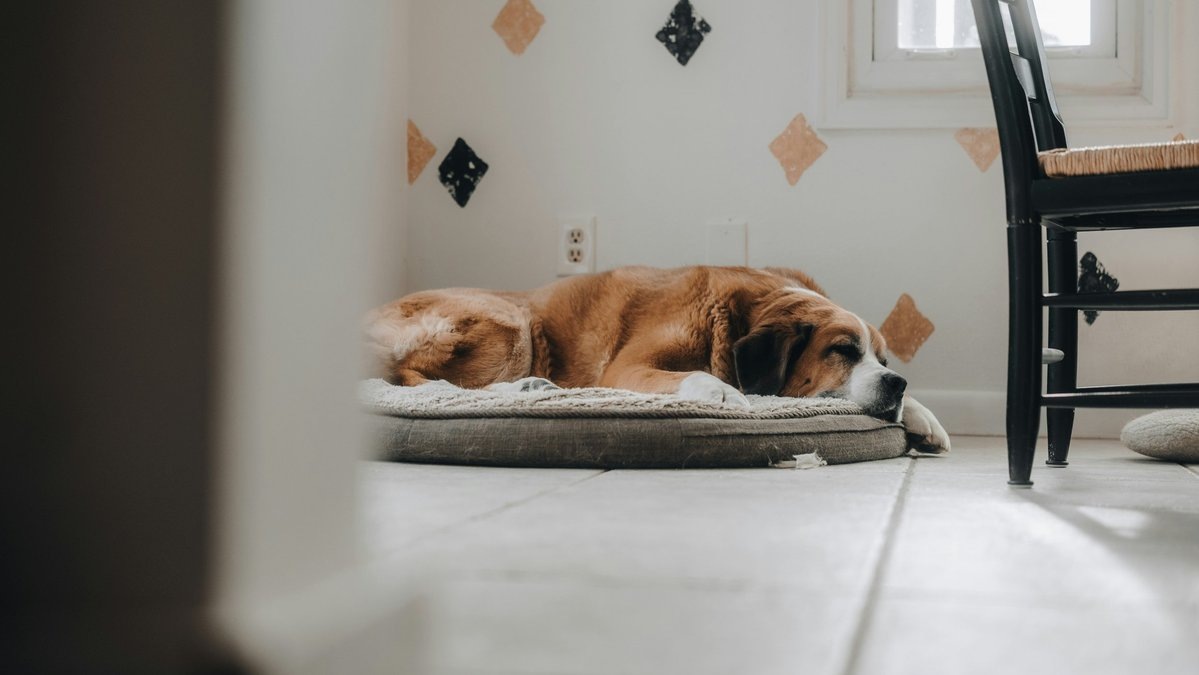 УЗИ печени у собак: Показания и процесс проведения