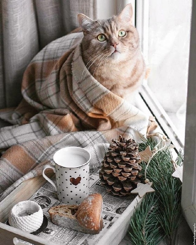 Нежные моменты утреннего кофе