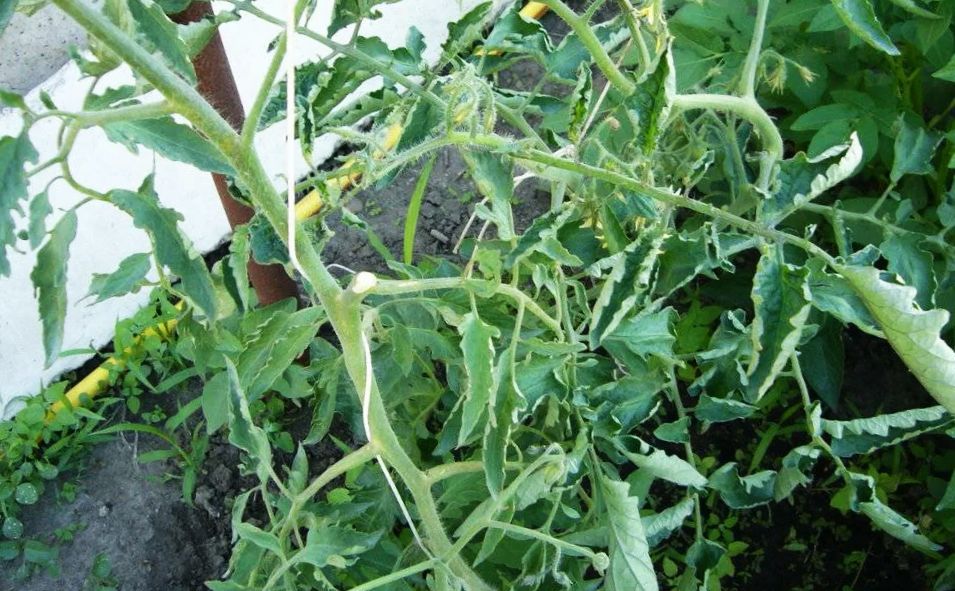 �������� �� ������������: ��� ������ � ��������� �������