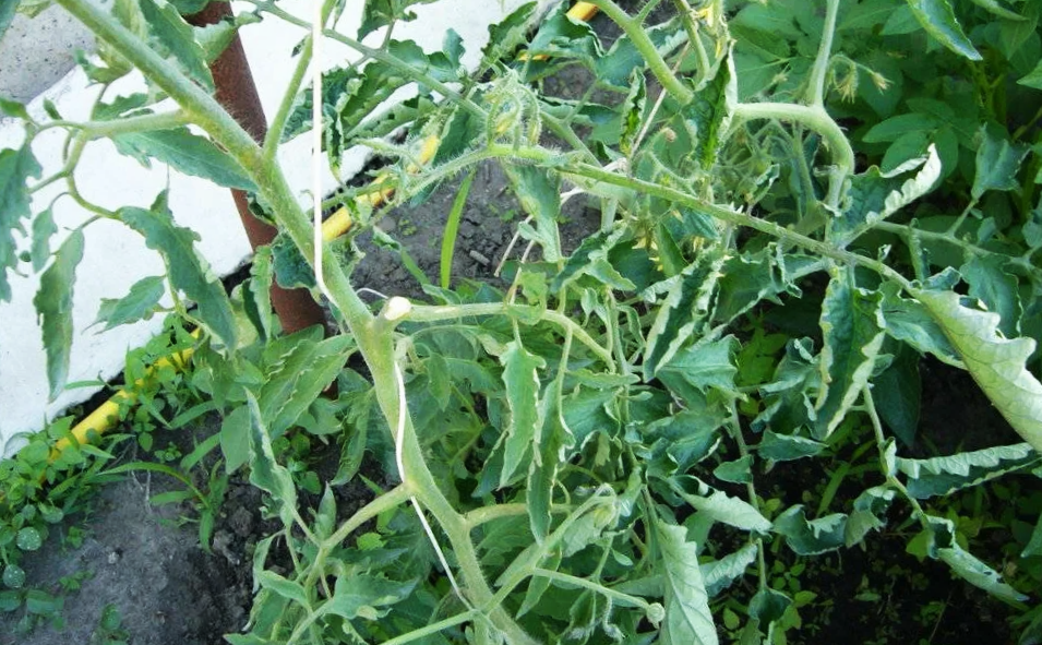 Помидоры не завязываются: что делать в непростые времена