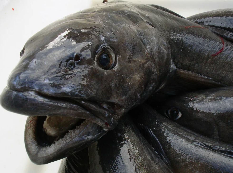 �������� ����: ����� ������ �� ����� ��� ��������� ������ � disguise?