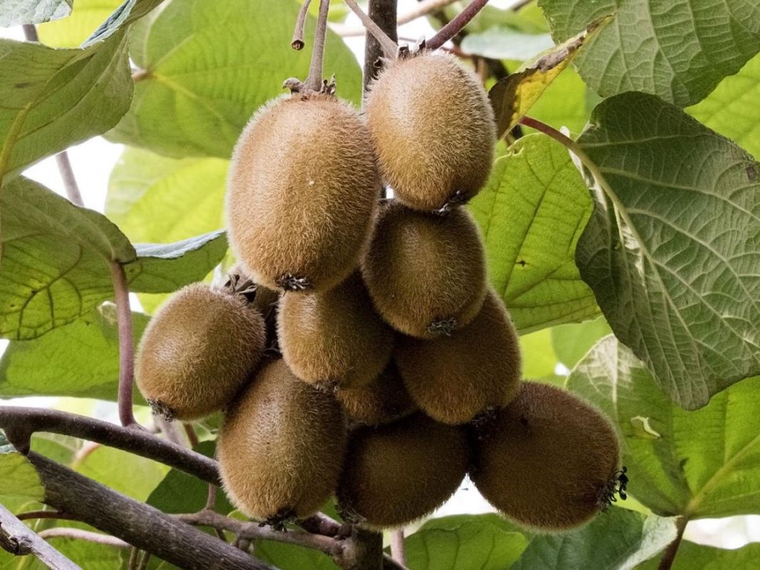 ������ ����� ���� ���� � �������: ����������� ������������