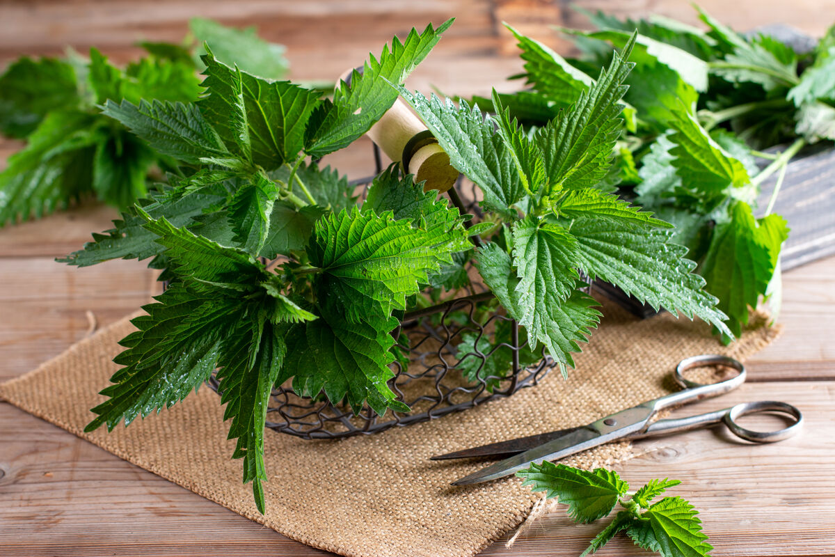 Крапива – скрытый суперфуд для вашего здоровья