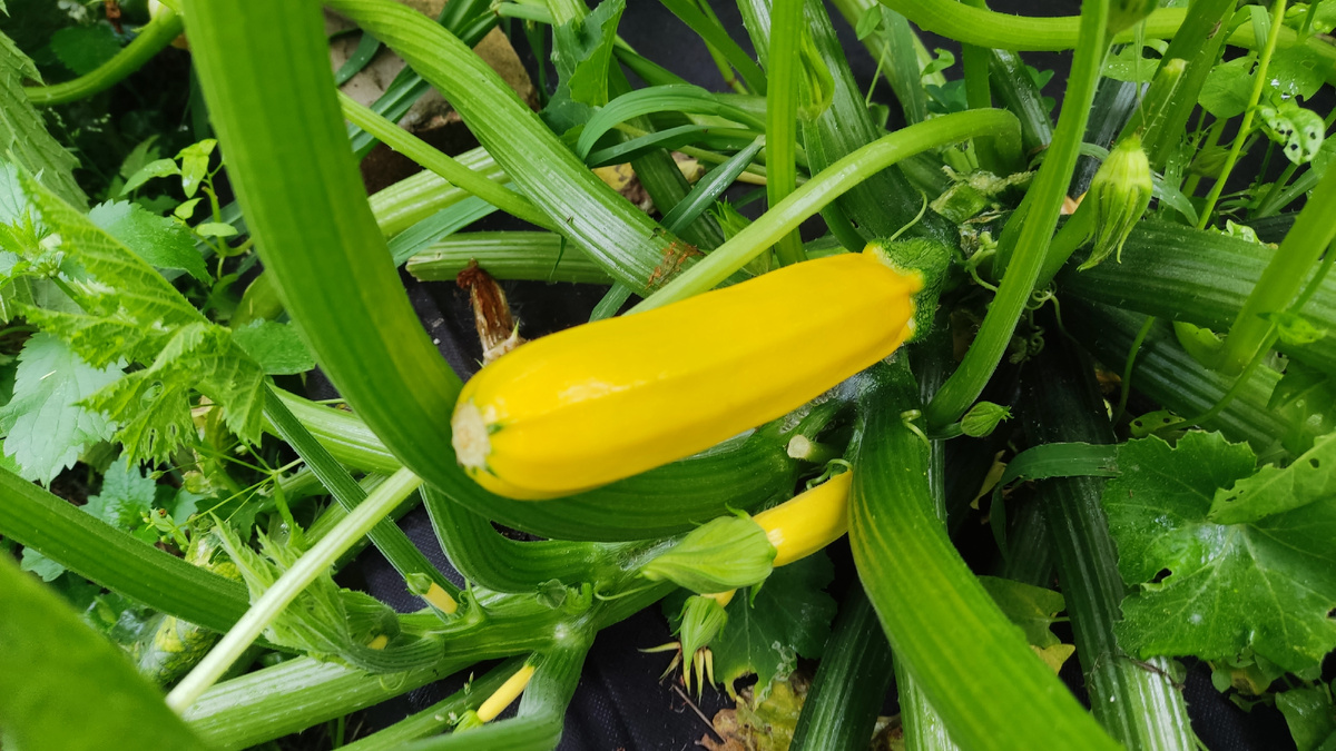 Секреты идеального урожая кабачков на вашем участке