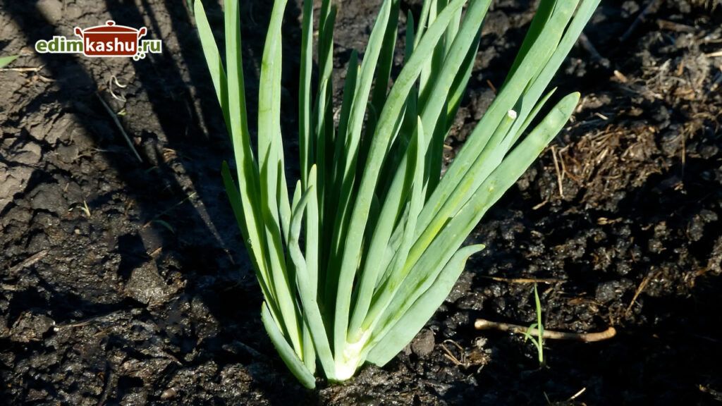 ��������� �������� ���� �� ����: ��������� ������ ��� �������� ���������