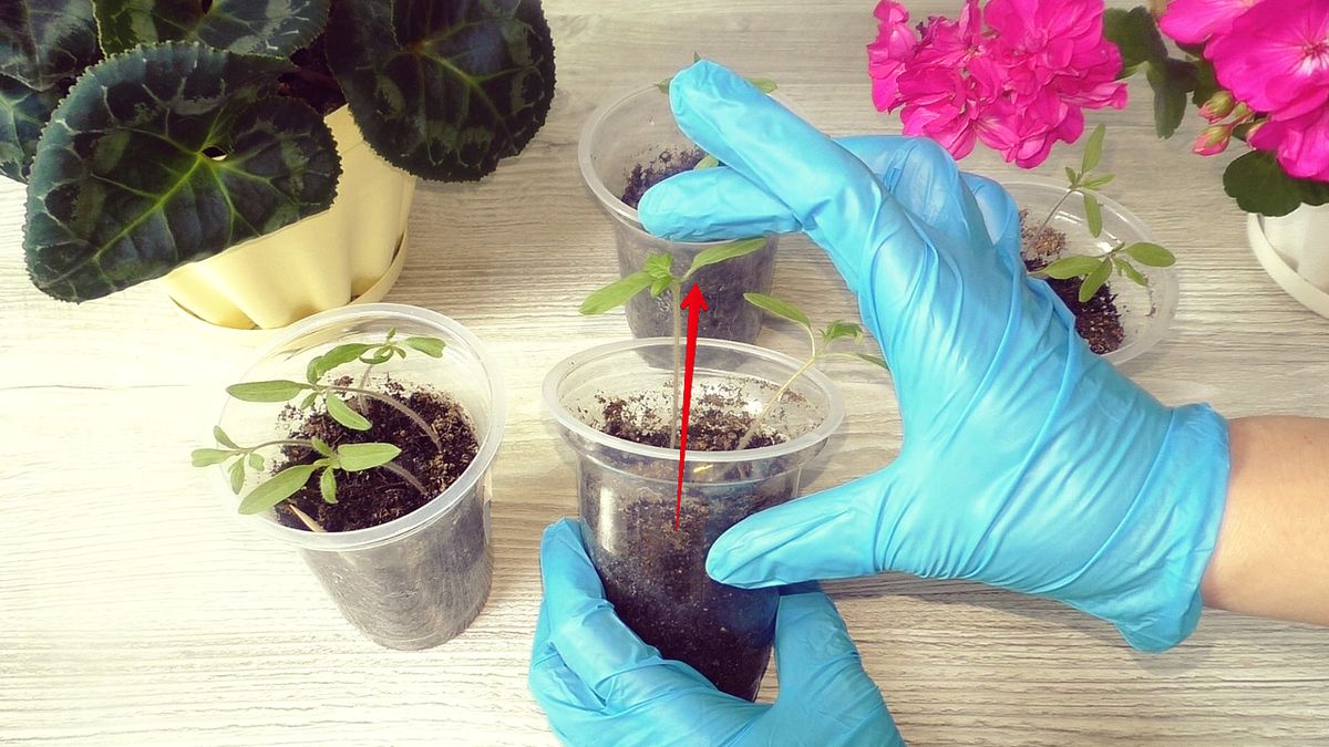 ��� ��������� ������������ ������� ���������: ������ ��� �����������