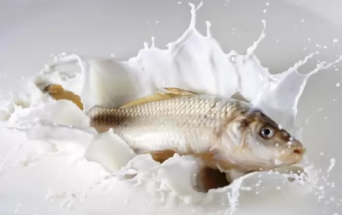 Мифы о сочетании рыбы с молоком: что на самом деле вредит вашему здоровью?